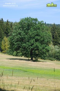 IMGP2146