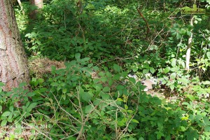 IMGP0796
