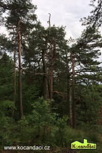 Kopie souboru IMG 0352